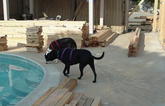 Star and Katie by wood piles