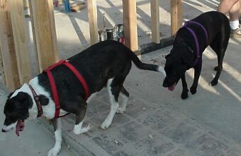 Katie and Star