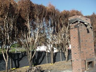 Burned trees