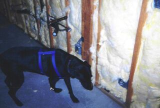 Star inspects the insulation